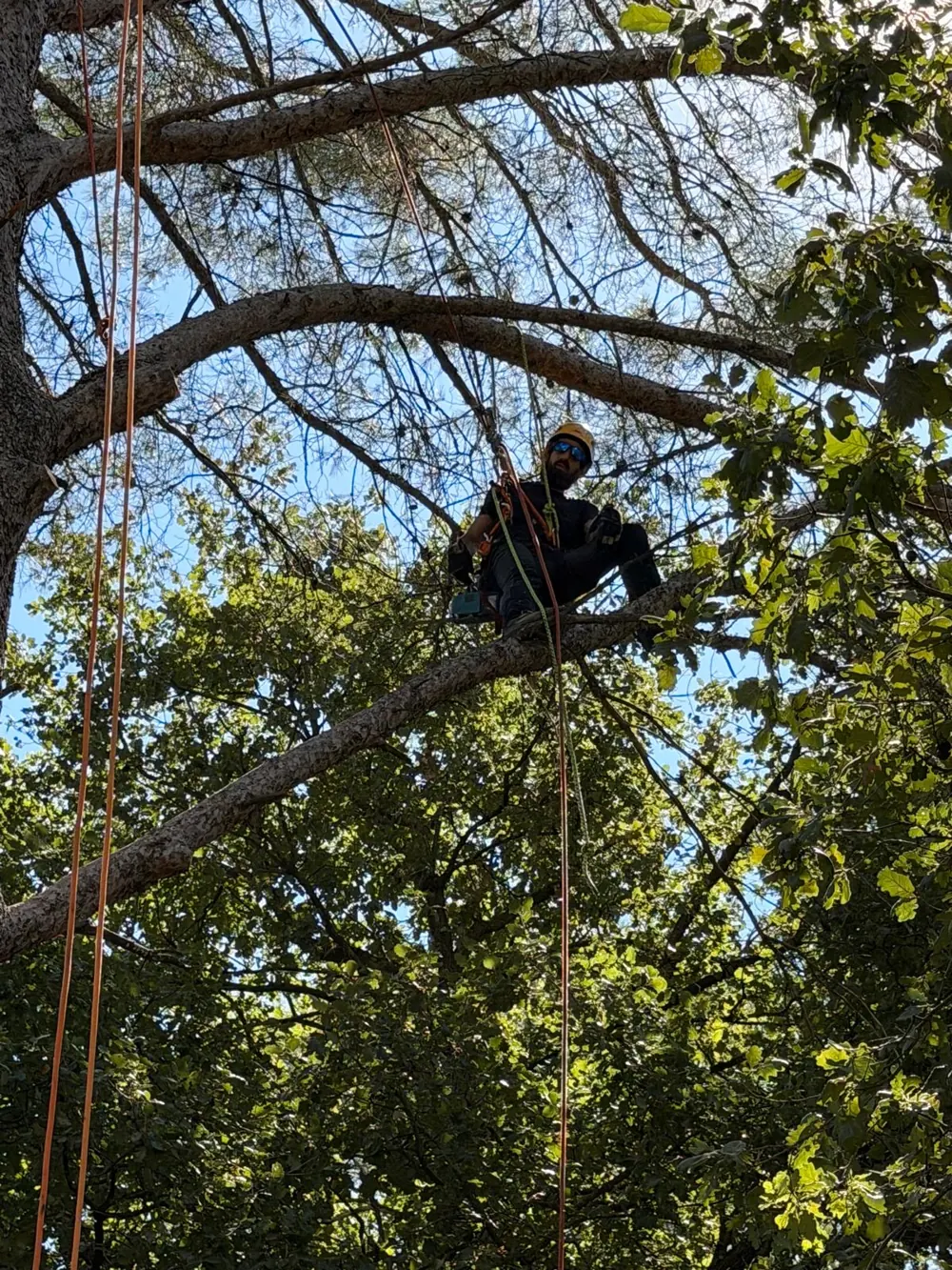 Élagueur sur une branche de pin, retrait du bois mort